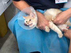 -纳吉亚猫专科动物医院·北北分院