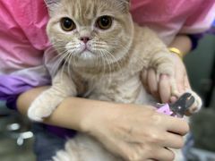 -PETKIT小佩宠物·低压洗护(国顺东路店)