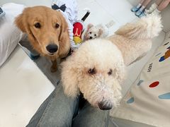 -汪说·狗咖·拼豆·宠物周边DIY(旺城大厦店)