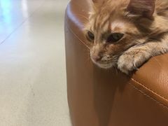 -藏猫猫咖啡主题馆(中央大道店)