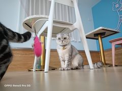 -喵宠乐园·撸猫互动·猫舍