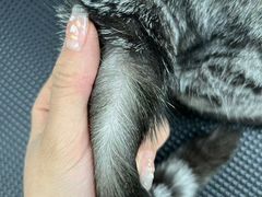 -唐小姐の猫狗洗护·购宠旗舰店(周浦万达店)