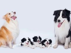 -超宠爱宠物摄影-Super pet