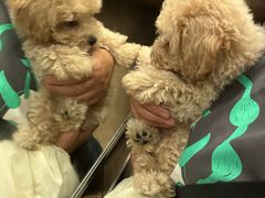 -翊宠yipet猫狗购宠庄园犬舍•猫舍