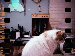 -平行世界·猫咖(首经贸店)