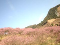 -新建村梅花