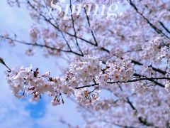 -新虹桥中心花园