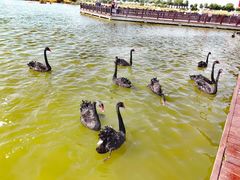 -南大港湿地风景区