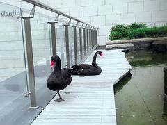 -行者书屋大堂吧 ·下午茶(南京圣和府邸酒店)