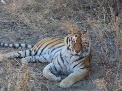 -新疆天山野生动物园