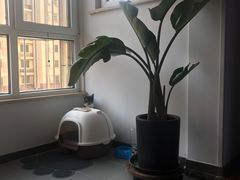 -喜多萌中农锦绣动物医院24H·猫科·牙科MRI·CT