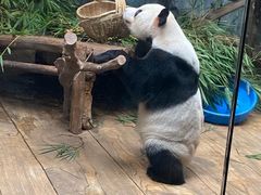 -深圳野生动物园