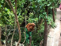-呀路古热带植物园