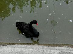 -淄博花灯齐彩城