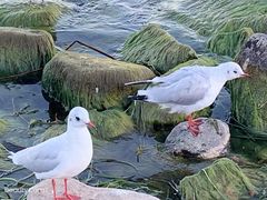 -大理洱海