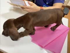 -北京观赏动物医院·24小时大型综合·猫专科·异宠专科