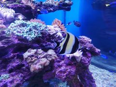 -上海海昌海洋公园