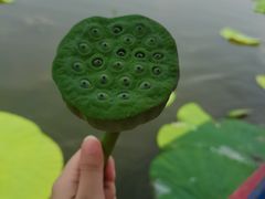 -白洋淀景区