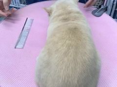 -阿荣24H宠物医院·综合型转诊中心·CT·核磁影像中心