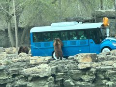 -北京野生动物园
