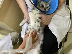-米苏动物医院·犬猫专科·骨科外科内窥镜