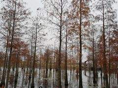 -池杉湖湿地公园