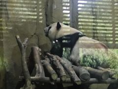 -成都动物园