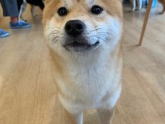 -南京Hallo宠物乐园·哈罗犬舍·柴犬繁育基地