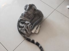 -平行世界·猫咖(首经贸店)