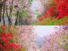 -深圳国际园林花卉博览园