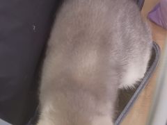 -瑞鹏宠物医院·宠保定点·心脏科·内科(御桥分院)