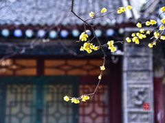 -西安大兴善寺