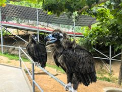 -西霞口神雕山野生动物世界