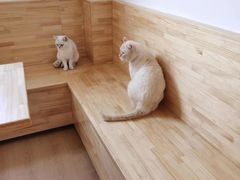 -猫腻·猫咖·撸猫馆(星光大道店)