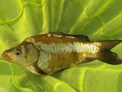 -酷鱼垂钓CLUB(朝阳区博大路店 )