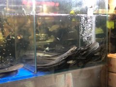 -本炙炭烤·蒲烧活鳗料理店(金沙洲店)