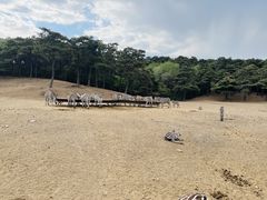 -沈阳森林动物园