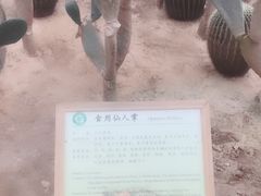 -上海都市菜园