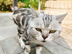 -西安大兴善寺