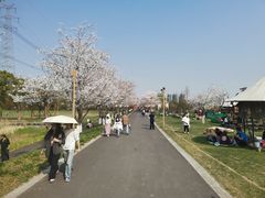 -长田漾湿地公园