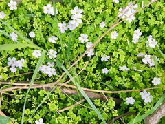 -墨尔本皇家植物园
