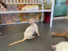 -十年猫舍·猫咪专门店(普陀店)