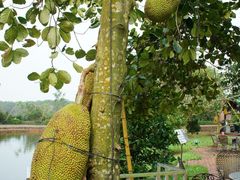 -侯臣咖啡文化村