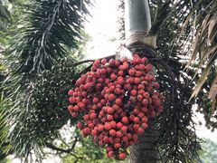 -新加坡总统府