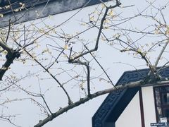 -上海醉白池公园
