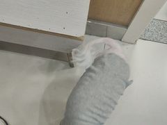 -纳吉亚猫专科动物医院博雅分院