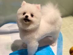 -momokira米努特·德文卷毛猫·棉花面纱犬