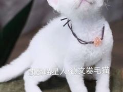 -十年猫舍·猫咪专门店(普陀店)
