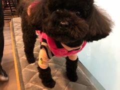 -PETKIT小佩宠物(古北店)
