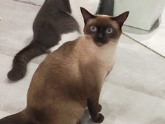 -猫儿山۰猫主题餐厅